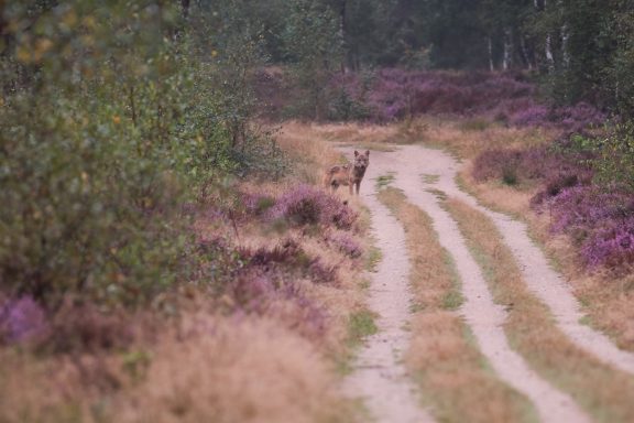 Wolf in heidelandschap